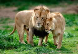 Appreciation seen in nature: Lions snuggling